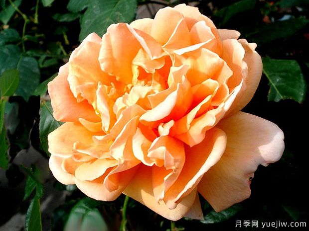 克吕尼修道院月季(图2) 克吕尼修道院月季(图3)