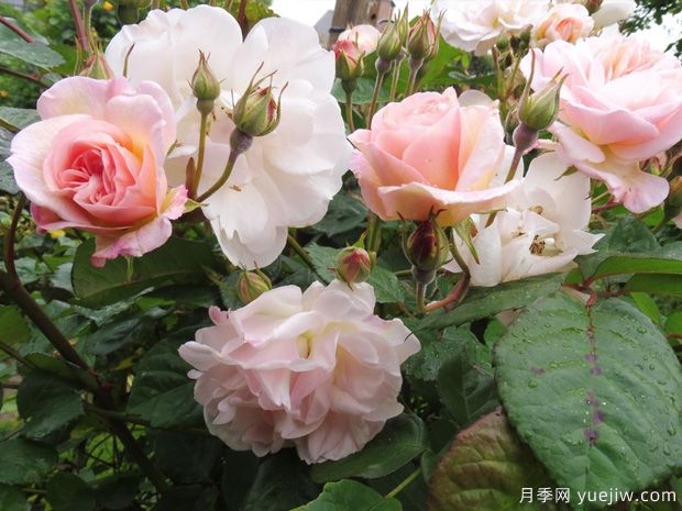 佩内洛普月季(图1) 佩内洛普月季(图1)