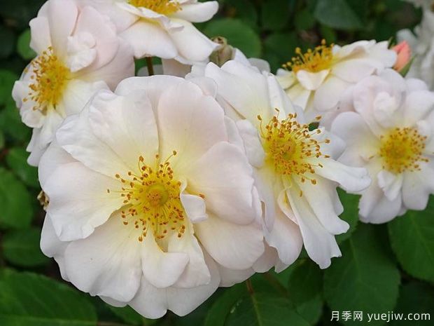 佩内洛普月季(图2) 佩内洛普月季(图2)