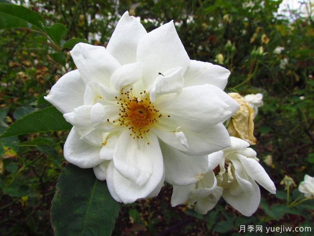 和平女神月季(图1) 和平女神月季(图1)