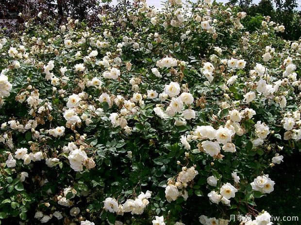 和平女神月季(图2) 和平女神月季(图2)