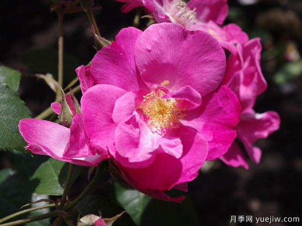 浮华月季(图1) 浮华月季(图1)
