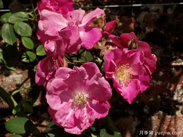 浮华月季(图2) 浮华月季(图2)