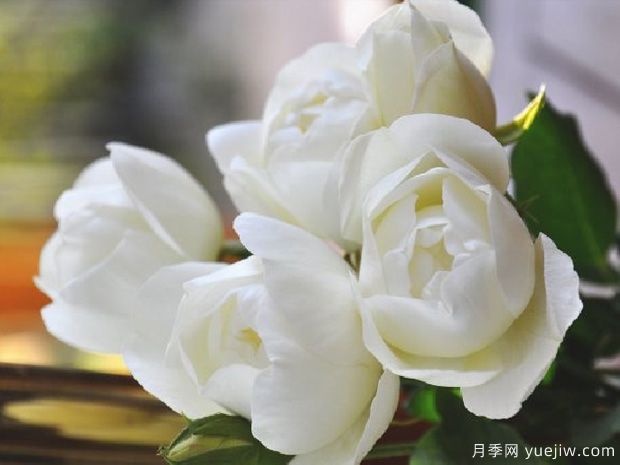 白色草莓杏仁饼月季(图1) 白色草莓杏仁饼月季(图1)