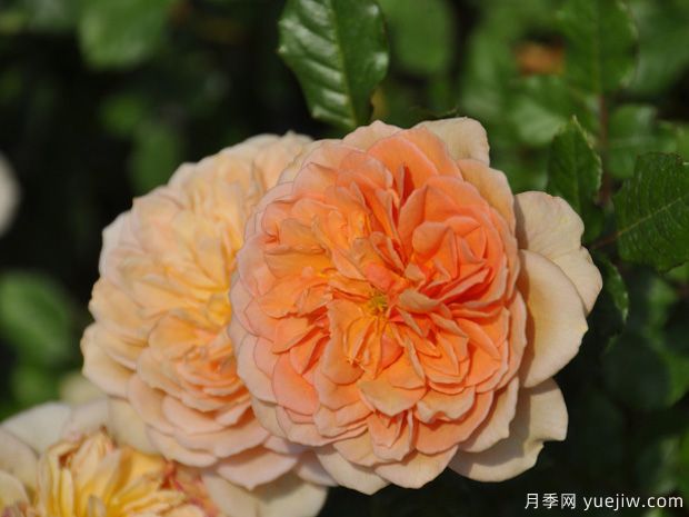 糖果奈伊月季(图1)