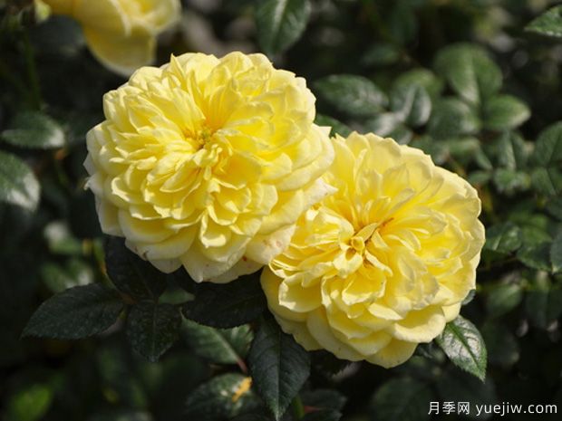 拉封丹月季(黄色)(图1) 拉封丹月季(黄色)(图1)