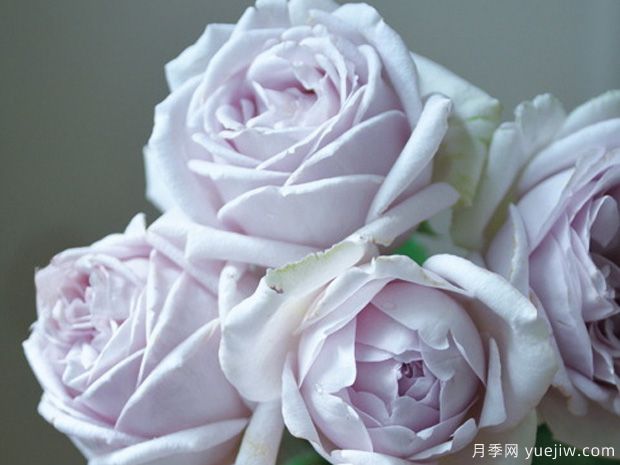 海洋月季(图1) 海洋月季(图1)