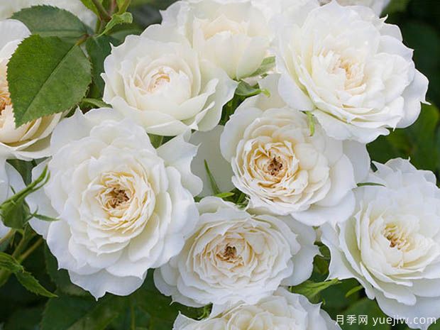 新娘梅兰迪娜月季/新娘阳光灿烂月季(图1) 新娘梅兰迪娜月季/新娘阳光灿烂月季(图1)