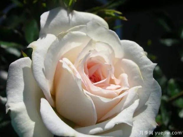 新娘梅兰迪娜月季/新娘阳光灿烂月季(图2) 新娘梅兰迪娜月季/新娘阳光灿烂月季(图2)