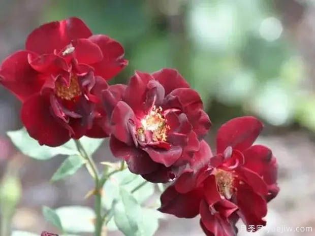 夜曲月季/夜的曲调月季(图2) 夜曲月季/夜的曲调月季(图2)