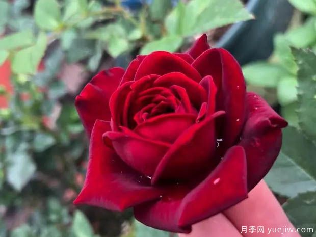 黑蝶月季(图1) 黑蝶月季(图1)