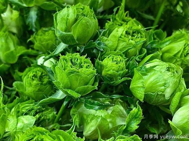 结绿珍月季(图1) 结绿珍月季(图1)