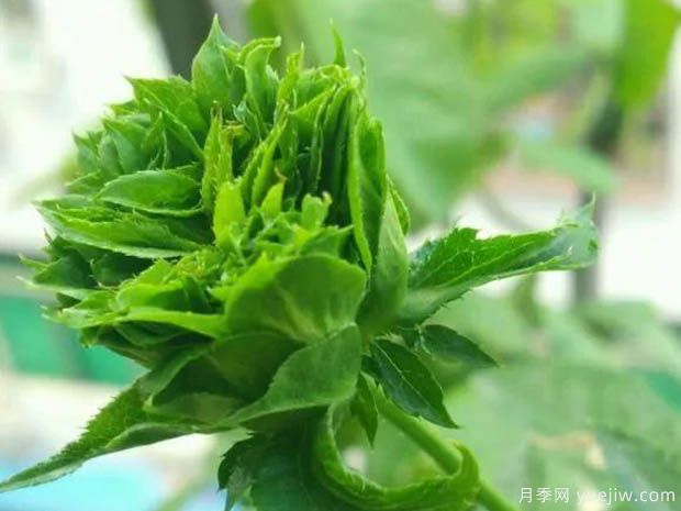 结绿珍月季(图2) 结绿珍月季(图2)