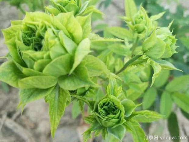 结绿珍月季(图3) 结绿珍月季(图3)