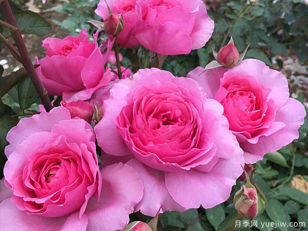 旋转香水月季(图1) 旋转香水月季(图1)