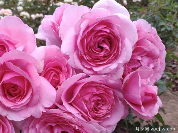 旋转香水月季(图2) 旋转香水月季(图2)