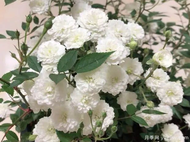 雪月月季(图1) 雪月月季(图1)