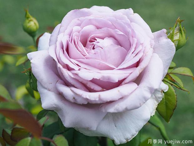 荣耀月季/骄傲月季(图1) 荣耀月季/骄傲月季(图1)