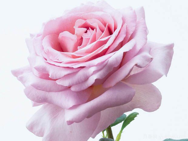 荣耀月季/骄傲月季(图2) 荣耀月季/骄傲月季(图2)