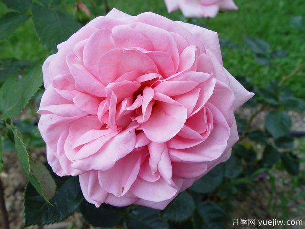 珍珠泉月季(图1) 珍珠泉月季(图1)