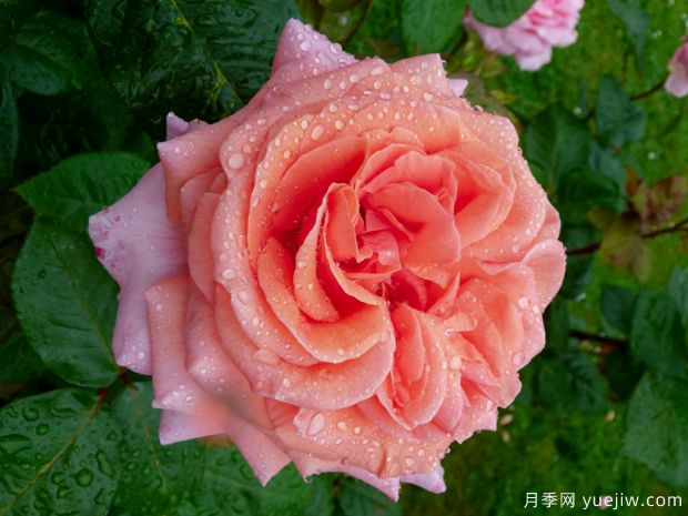 莫莱纳之爱月季(图1) 莫莱纳之爱月季(图1)