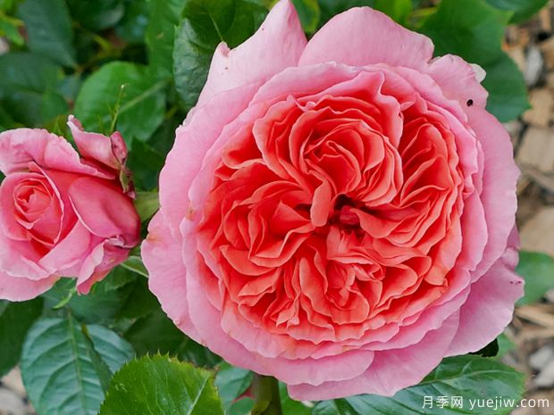 莫莱纳之爱月季(图2) 莫莱纳之爱月季(图2)