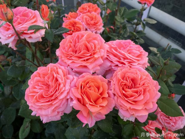 莫莱纳之爱月季(图3) 莫莱纳之爱月季(图3)