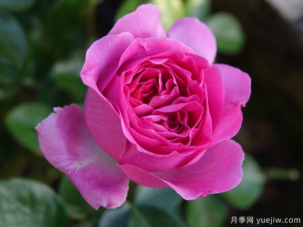 伯纳黛特拉芳特月季/伯纳黛特拉封(图2) 伯纳黛特拉芳特月季/伯纳黛特拉封/伯纳蒂特拉方特(图2)