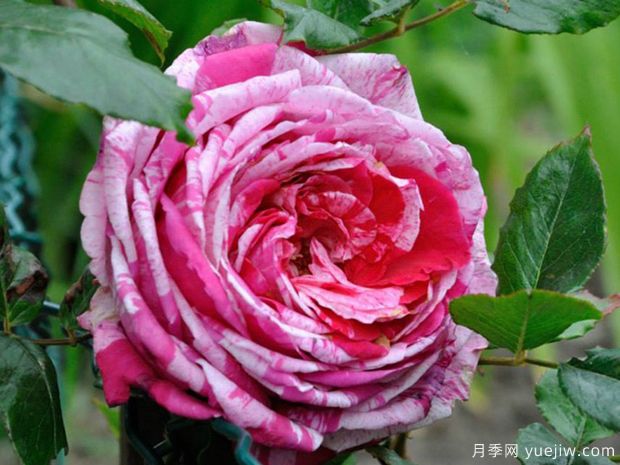 疯狂时尚月季(图1) 疯狂时尚月季(图1)