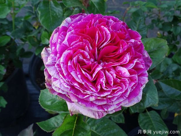 疯狂时尚月季(图2) 疯狂时尚月季(图2)