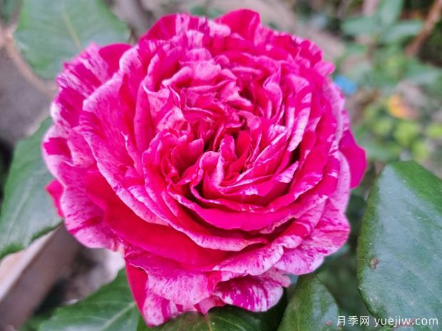 疯狂时尚月季(图3) 疯狂时尚月季(图3)