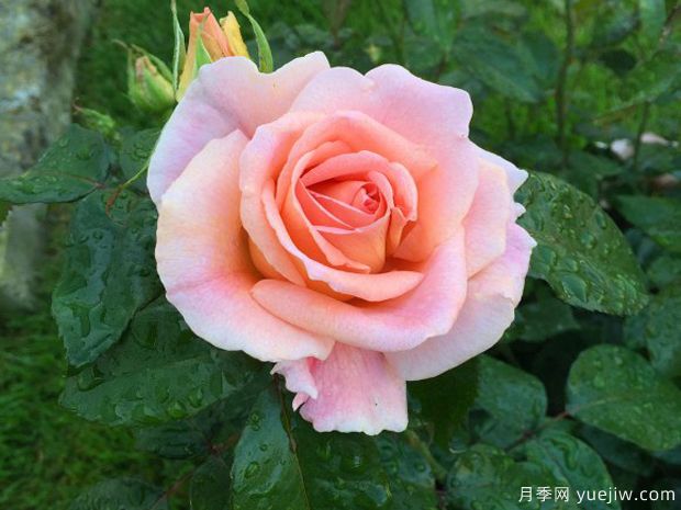 翡翠海岸月季(图1) 翡翠海岸月季(图1)