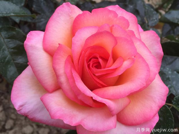 朝圣路之花月季(图1) 朝圣路之花月季(图1)