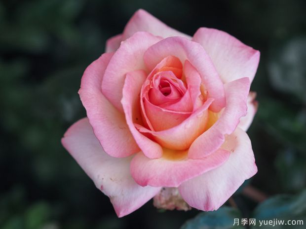 朝圣路之花月季(图2) 朝圣路之花月季(图3)