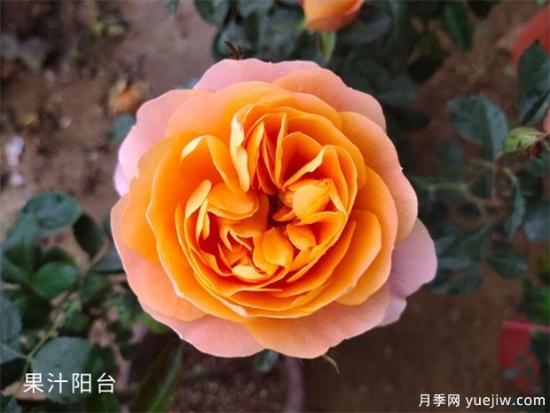 推荐几个最耐热耐晒的阳台月季品种(图1)