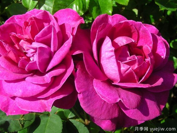 紫雨月季(尼普)(图2) 紫雨月季(尼普)(图2)