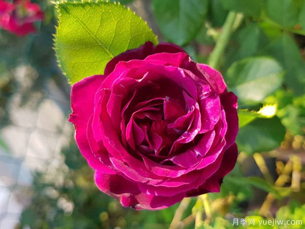 紫雨月季(尼普)(图1) 紫雨月季(尼普)(图1)
