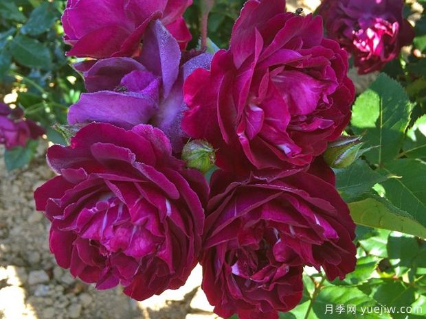 紫雨月季(尼普)(图3) 紫雨月季(尼普)(图3)