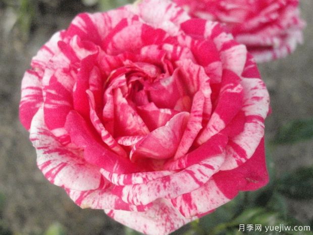爱国者柯德娜月季(图1) 爱国者柯德娜月季(图1)