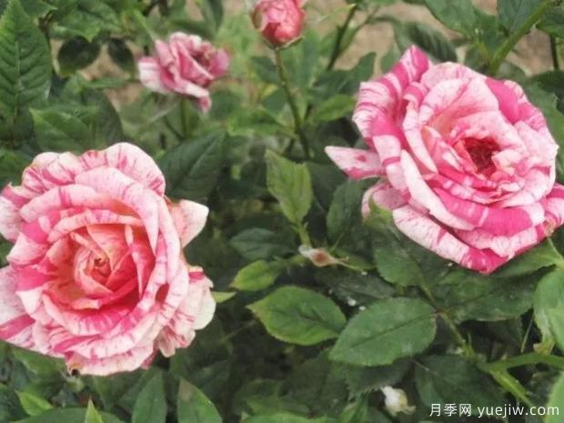 爱国者柯德娜月季(图2) 爱国者柯德娜月季(图2)