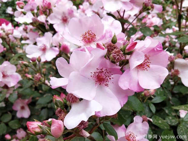 漂亮甜月季/甜美人月季(图2) 漂亮甜月季/甜美人月季/天文学(图2)