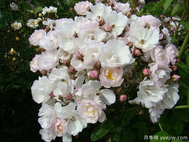 奥尔良花环月季(图1) 奥尔良花环月季(图1)