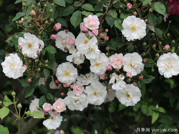 奥尔良花环月季(图2) 奥尔良花环月季(图2)