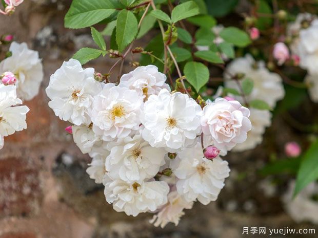 奥尔良花环月季(图3) 奥尔良花环月季(图3)