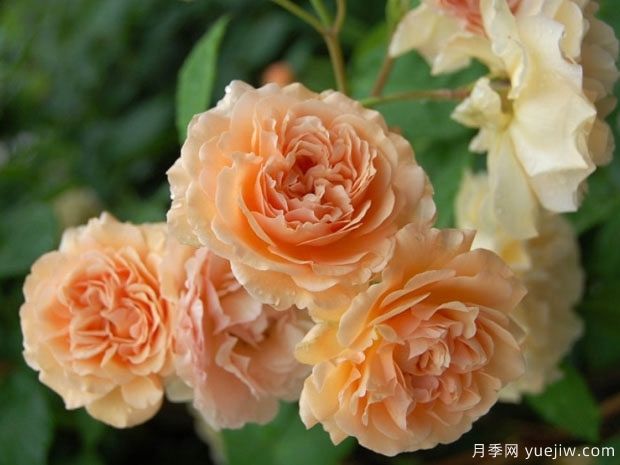 鹅黄美人月季(图1) 鹅黄美人月季/泡芙美人(图1)