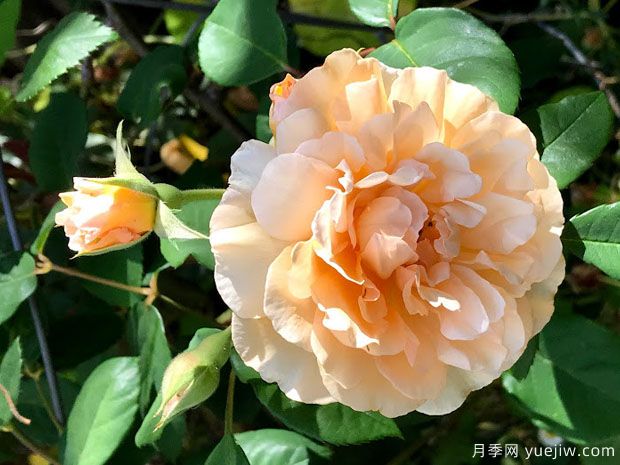 鹅黄美人月季/泡芙美人(图3) 鹅黄美人月季/泡芙美人(图3)