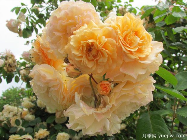 鹅黄美人月季/泡芙美人(图2) 鹅黄美人月季/泡芙美人(图2)