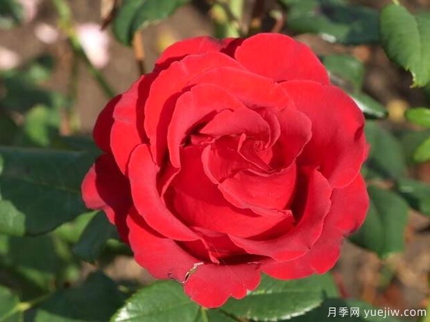 红丝绒月季/红色天鹅绒(图1) 红丝绒月季/红色天鹅绒(图2)