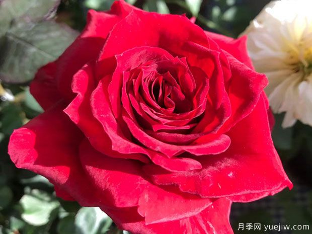 红丝绒月季/红色天鹅绒(图2) 红丝绒月季/红色天鹅绒(图3)