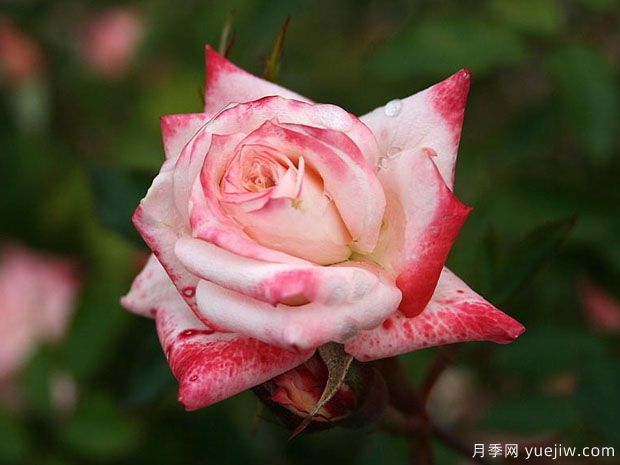 米妮珀尔月季(图1) 米妮珀尔月季(图1)